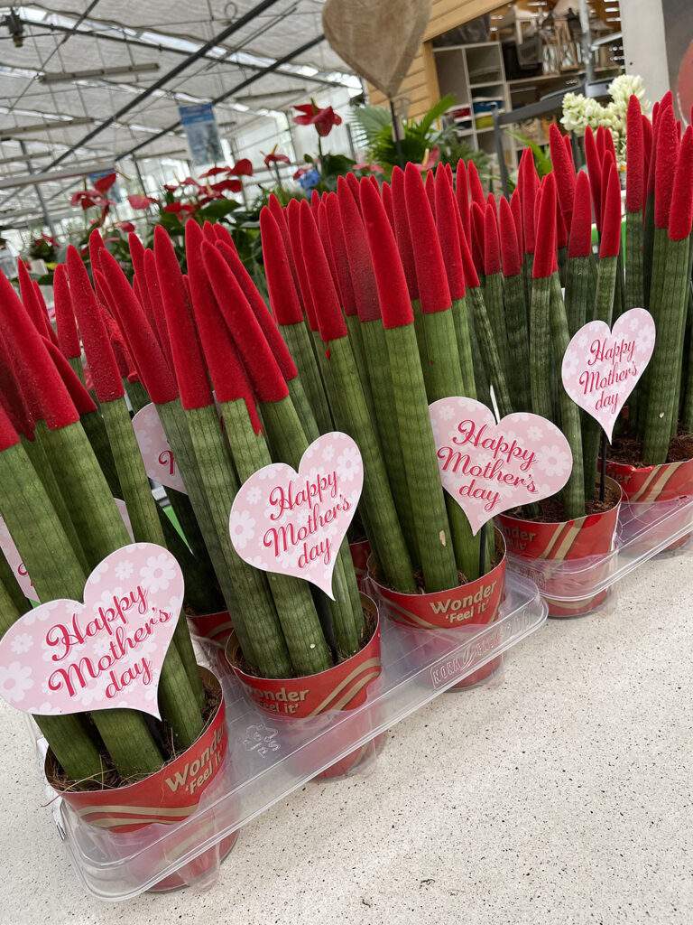 fiori per la Festa della mamma Tiberio Bisinella Rosà Vicenza